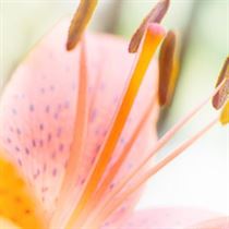 fleurs artificielle