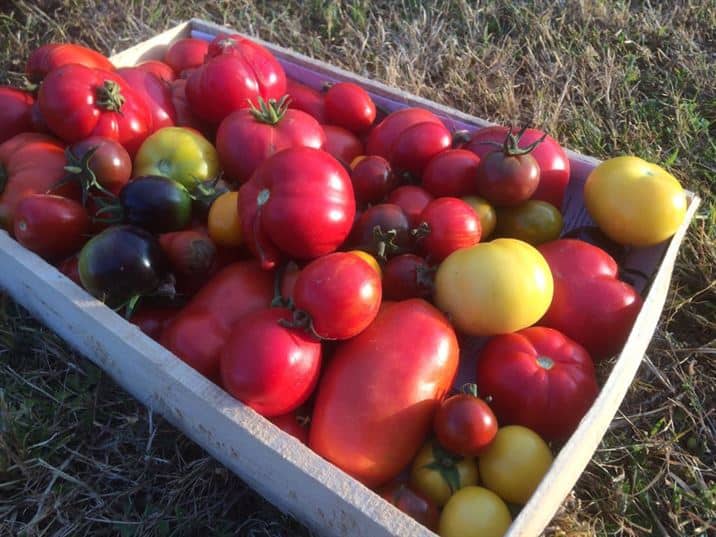 potager, potager d'entreprise, jardin d'entreprise, jardinage en entreprise, tomates, tomates rouges, tomates jaunes, légumes, nature, jardin