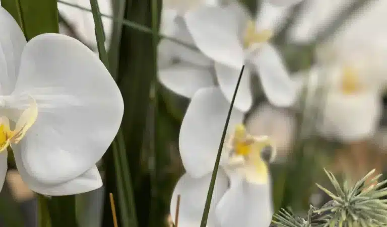 fleur, orchidée stabilisée, fleur artificielle, fleur artificielle haut de gamme, fleur artificielle d'intérieur haut de gamme, fleur artificielle stabilisée