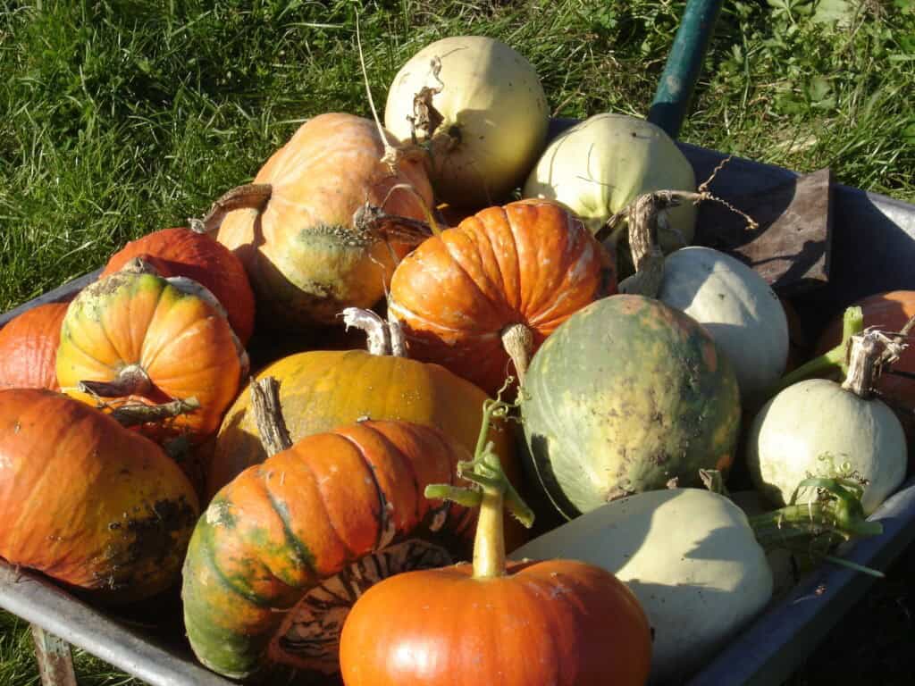 courges, citrouilles, cucurbitacées, cucurbitacées oranges, potiron