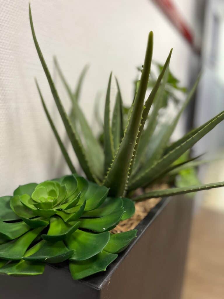 plante, plante artificielle en pot, plante synthétique, vases contemporains, vases designs, plante artificielle intérieur haut de gamme, plante artificielle extérieur haut de gamme, plantes grasses artificielles
