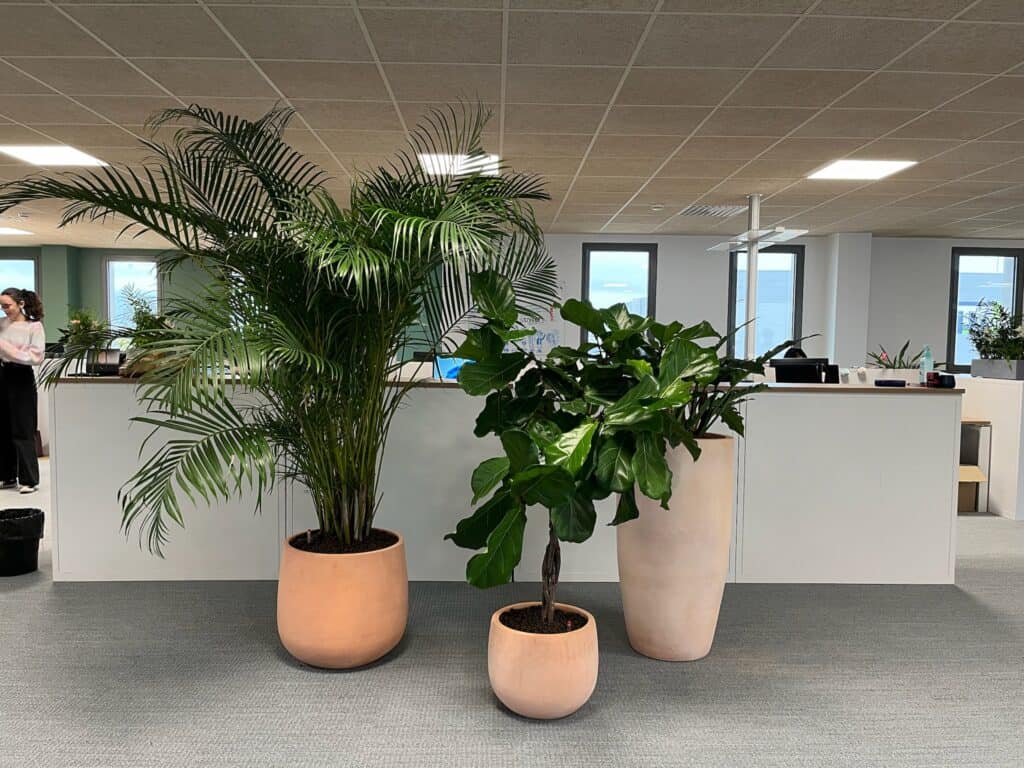 plantes naturelles en hydroculture flow up