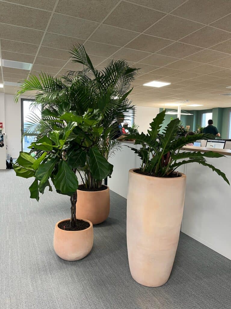 plantes naturelles en hydroculture flow up