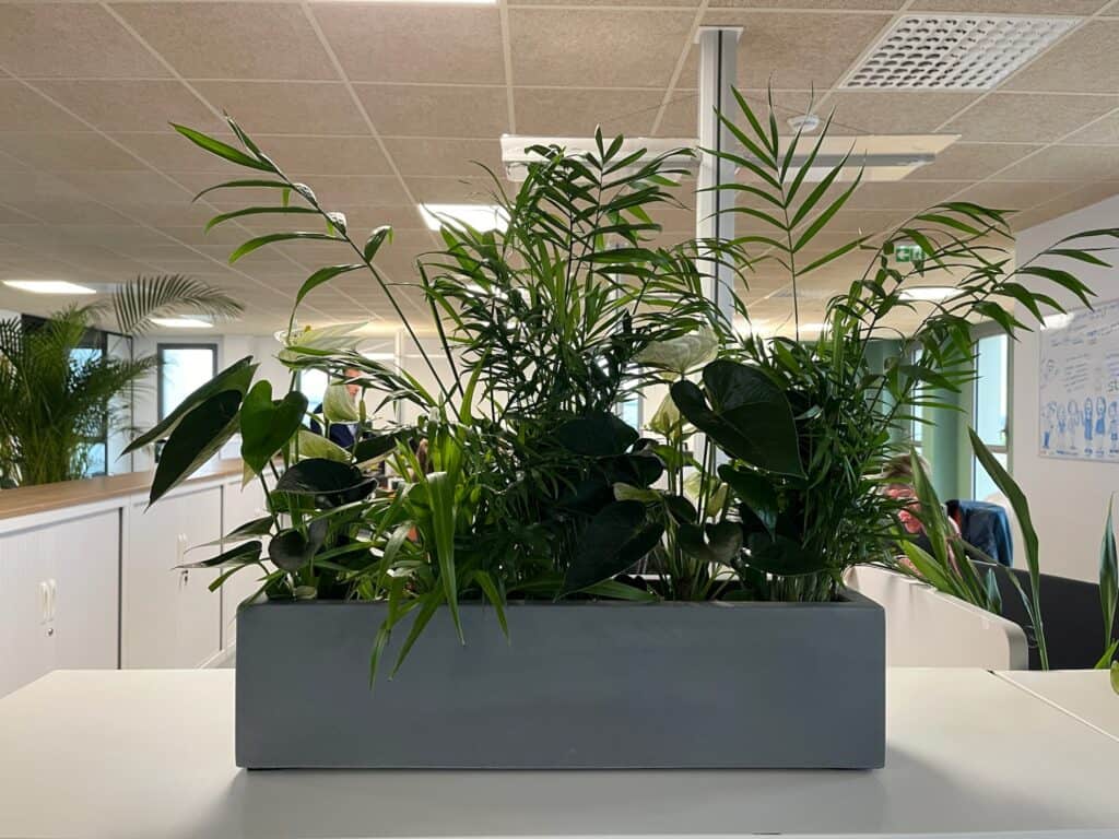 plantes naturelles en hydroculture flow up