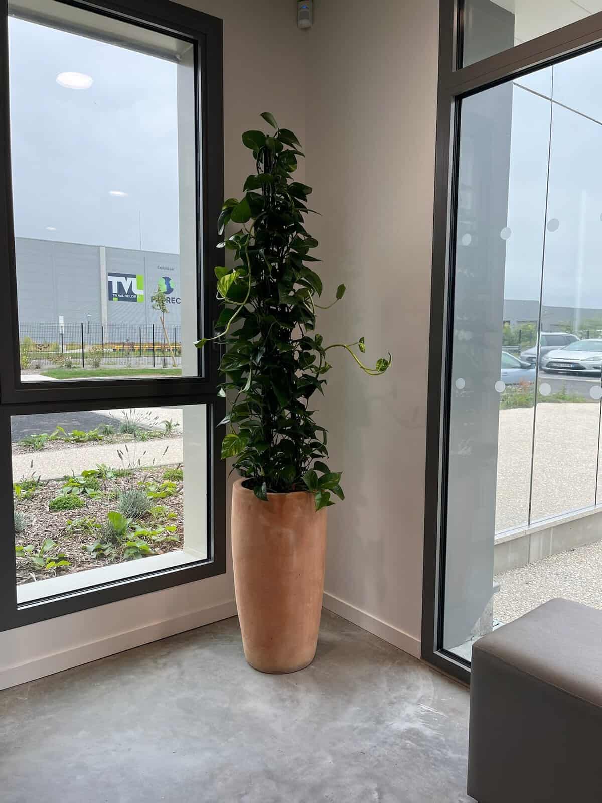 plantes naturelles en hydroculture flow up